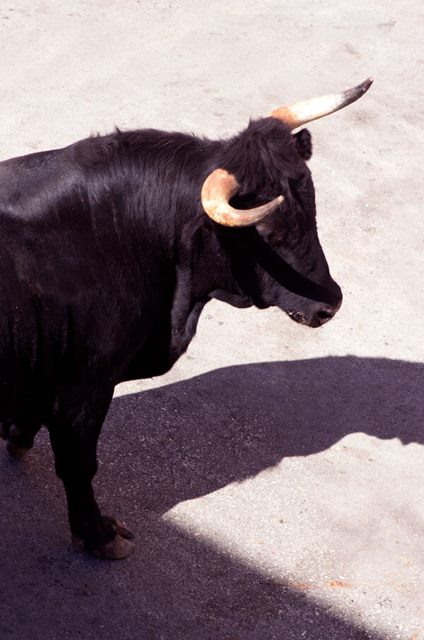 Attending a bullfight with a local expert