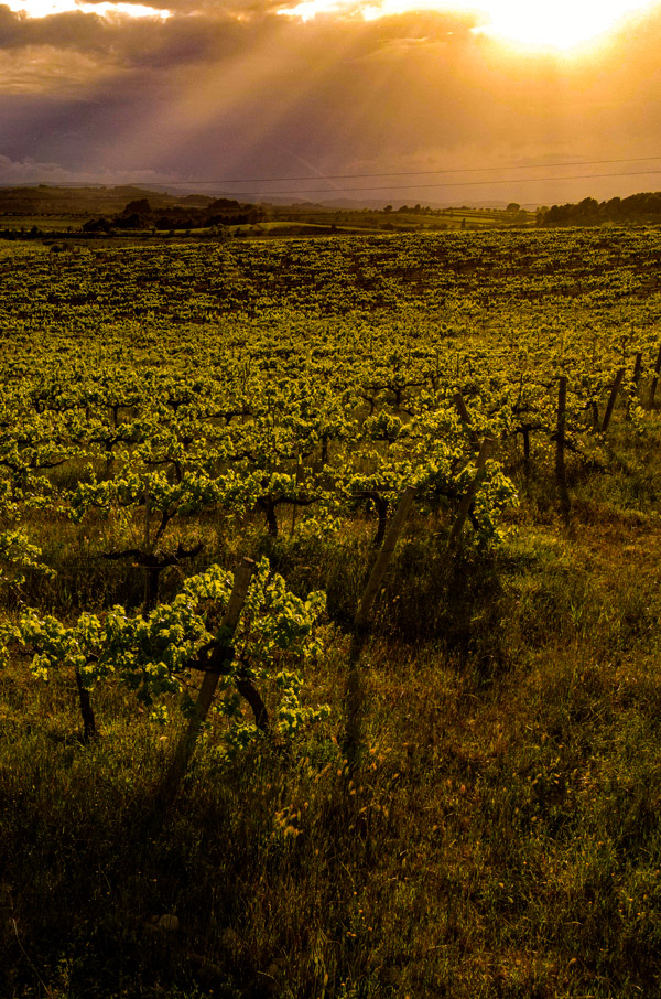 Penedes: Spanish wine region near Barcelona