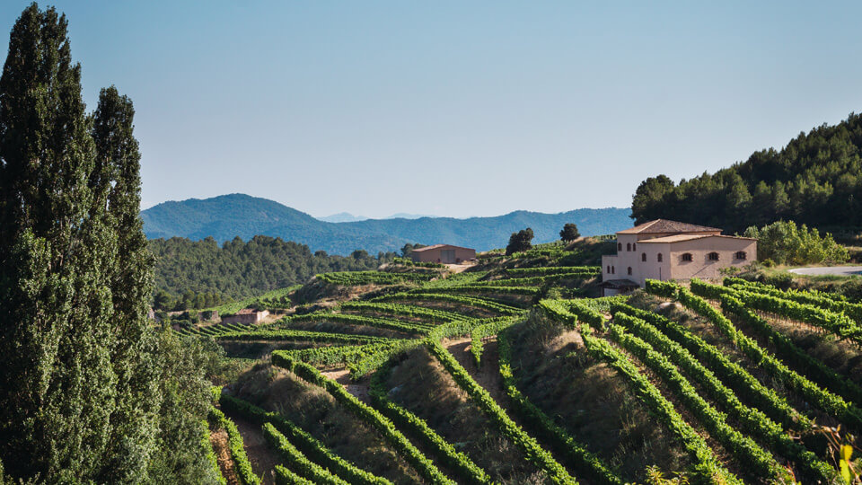 Catalonia vineyards