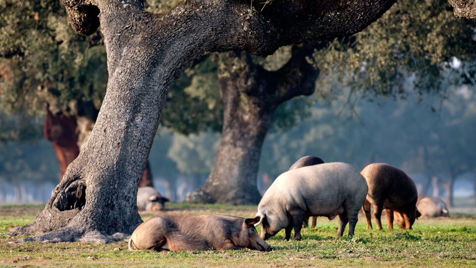 Pig farming in Spain