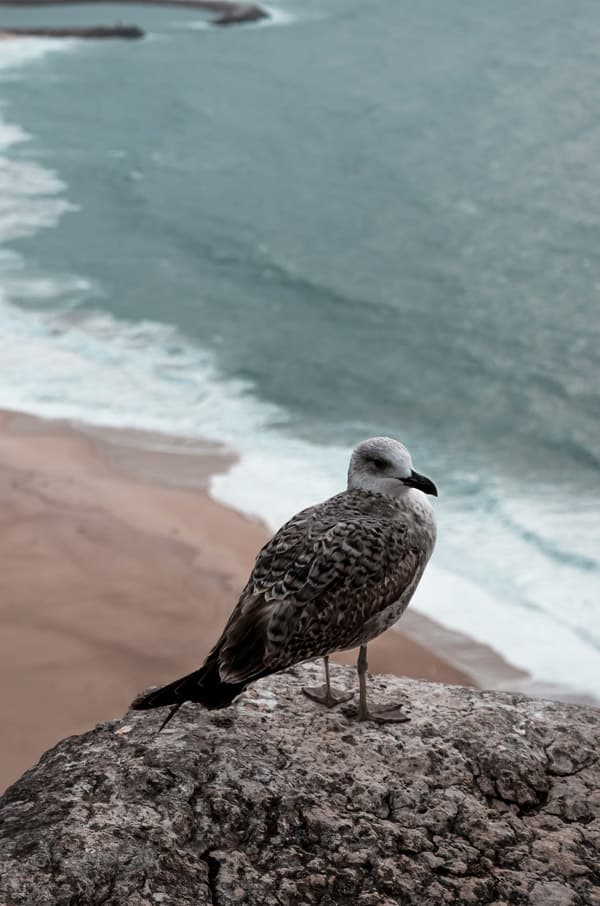 Seagull in Nazare