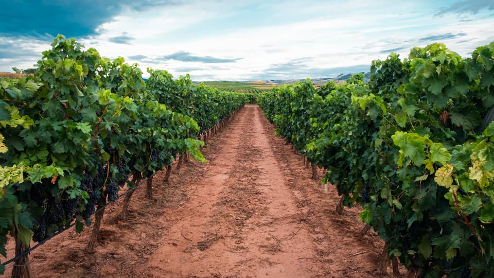 Algarve Vineyards