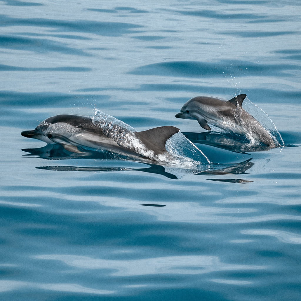 Dolphins off the Coast of Sagres