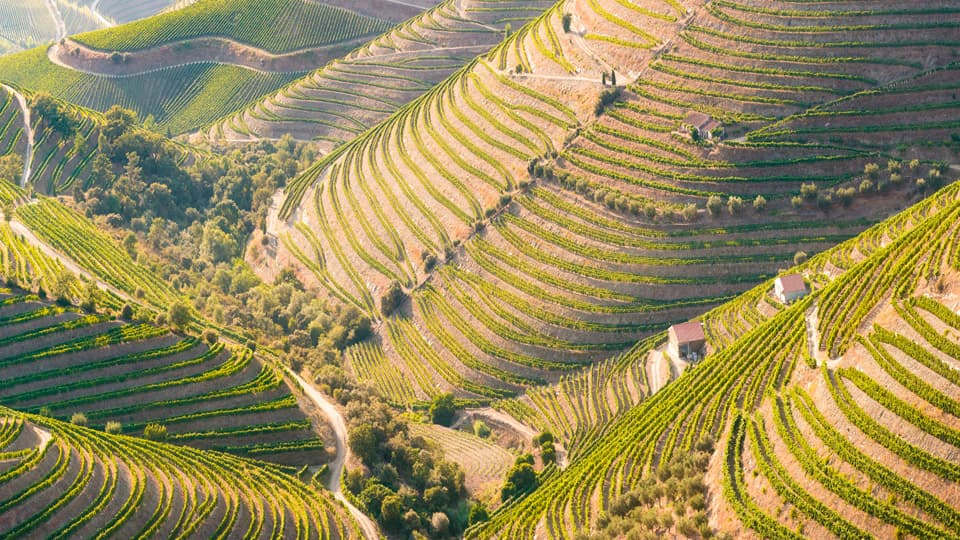 Vineyards in the Valley of the River Douro, Portugal