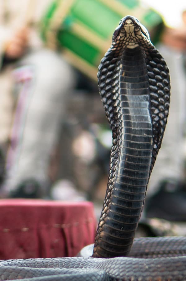 Snake Charmers in Marrakech