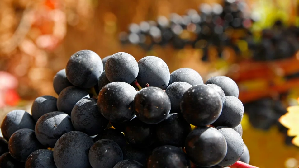 Tempranillo grapes of Rioja