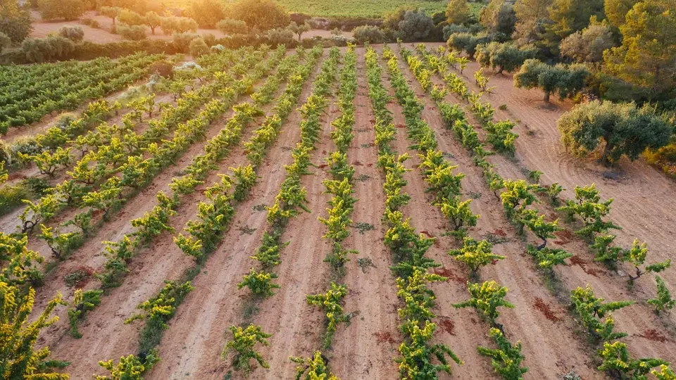 Spain: One of the Largest Wine Producers