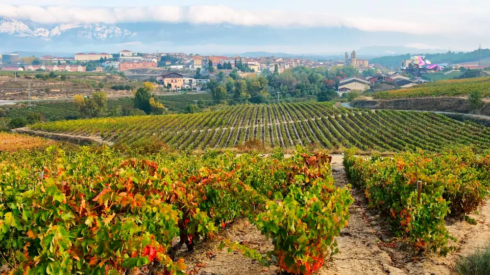 Elciego vineyards in La Rioja, Spain