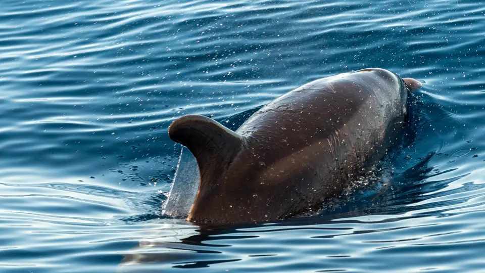 Dolphins of Madeira