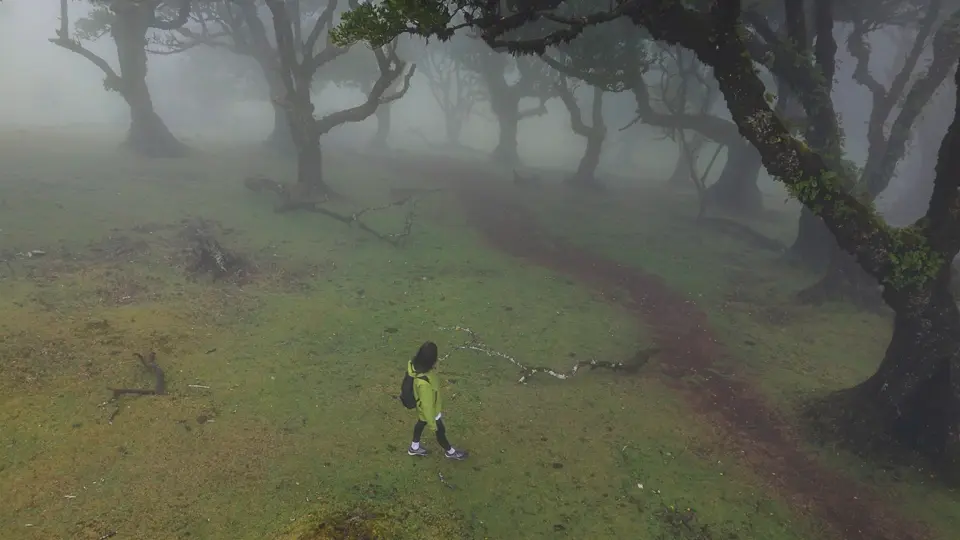 Laurel forest. Madeira