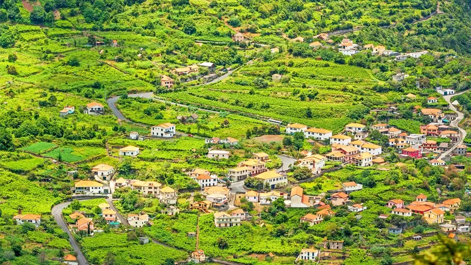 Vineyards of Madeira