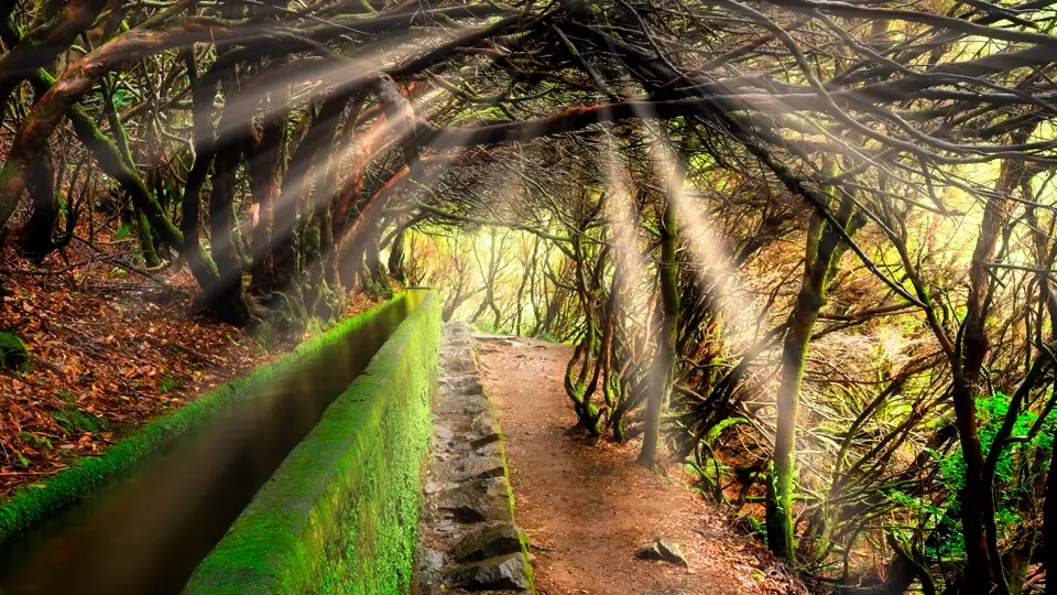 Levada Trails. Madeira