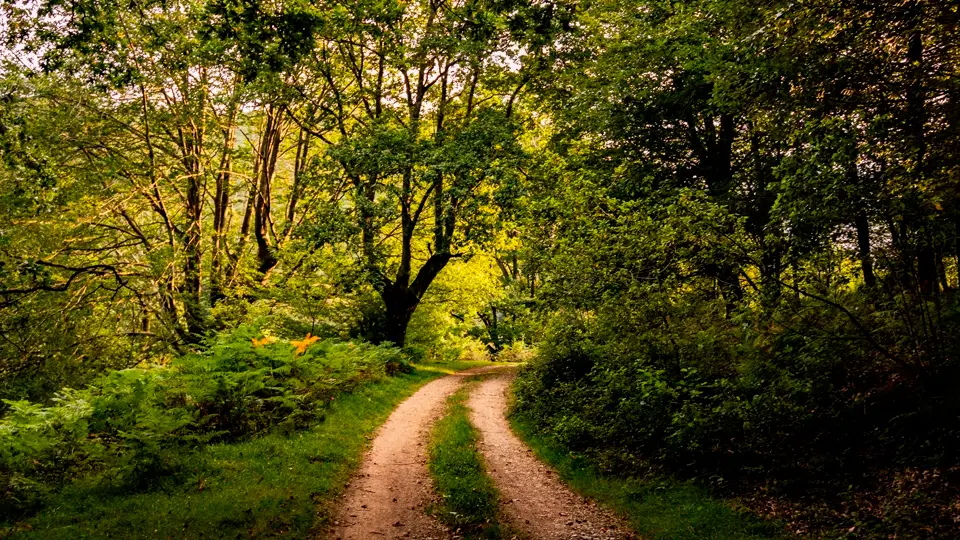 Zugarramurdi Forest