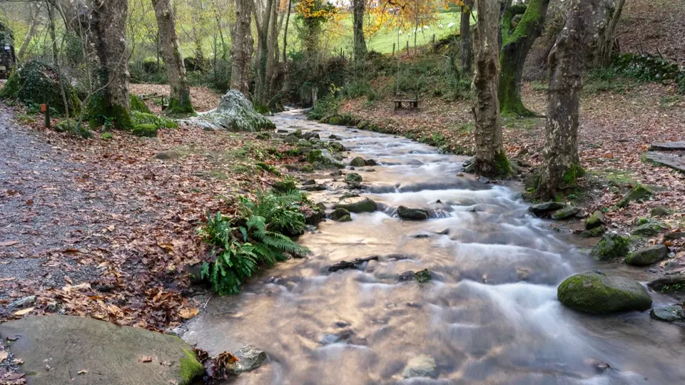 Zugarramurdi Forest