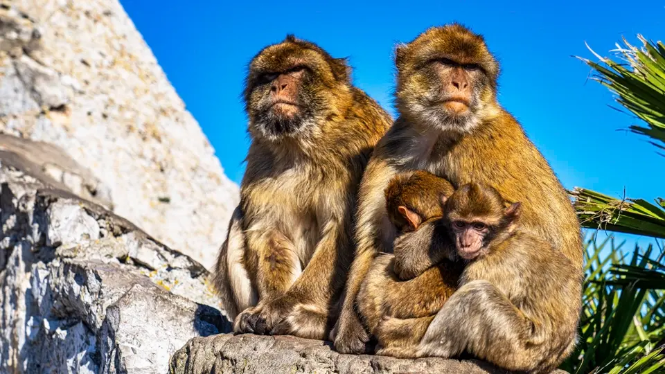 Barbary macaques in Gibraltar