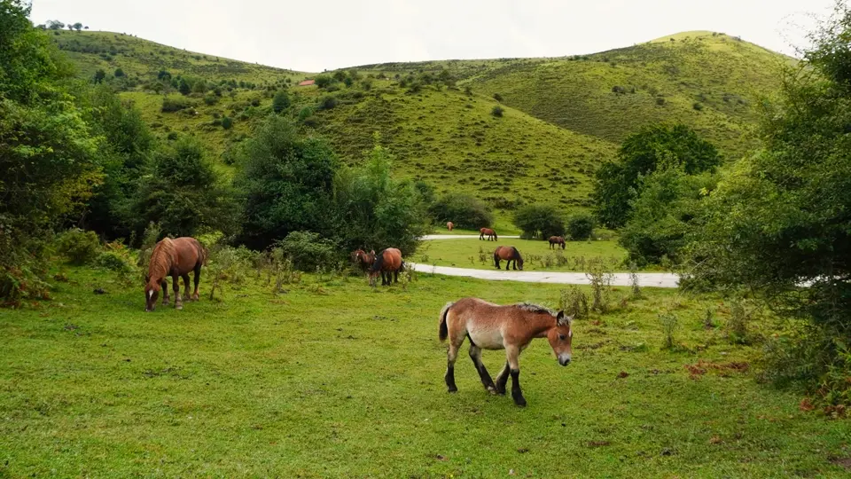 The Baztán Valley