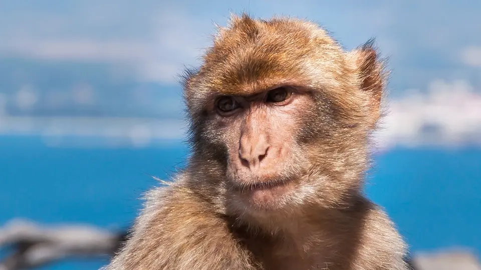 Barbary macaques in Gibraltar