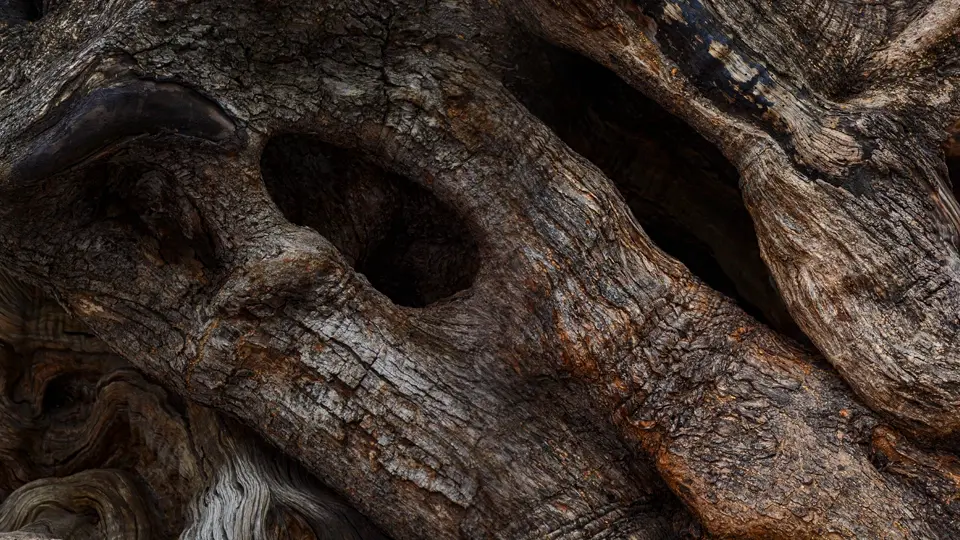 Old olive tree trunk