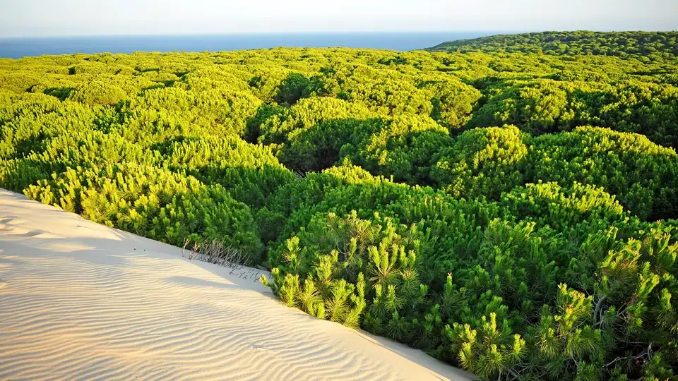 Doñana National Park