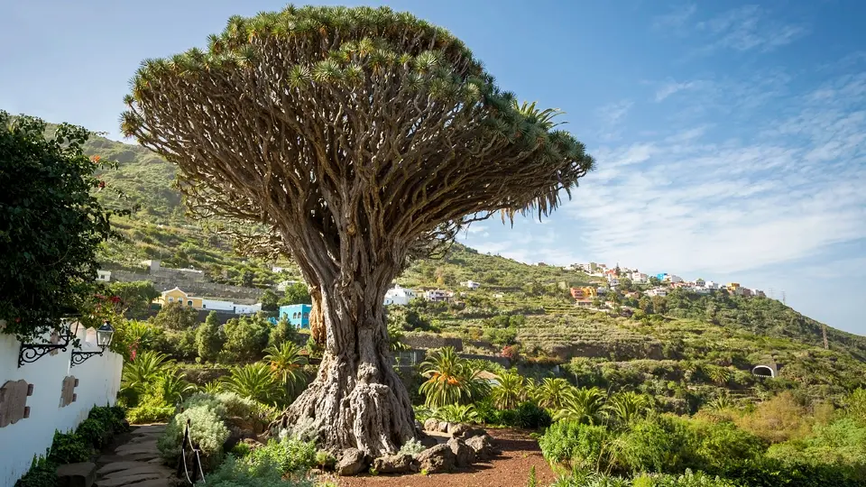 Drago Park. Tenerife