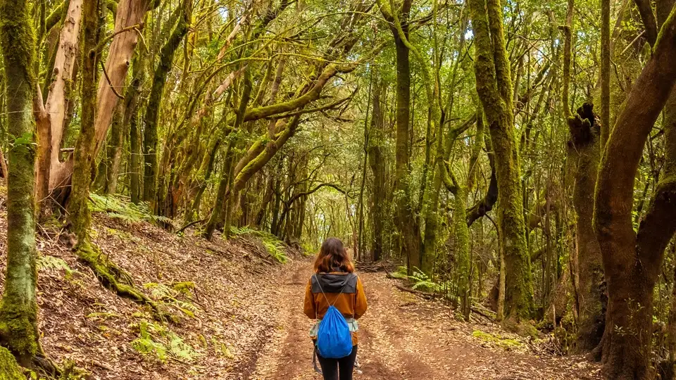 Garajonay National Park. La Gomera