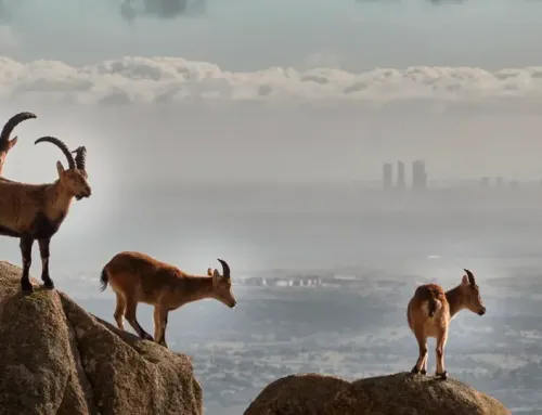 La Pedriza in the Sierra de Guadarrama: Madrid’s Granite Paradise