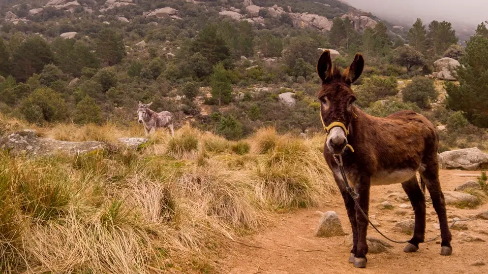 Two donkeys in La Pedriza