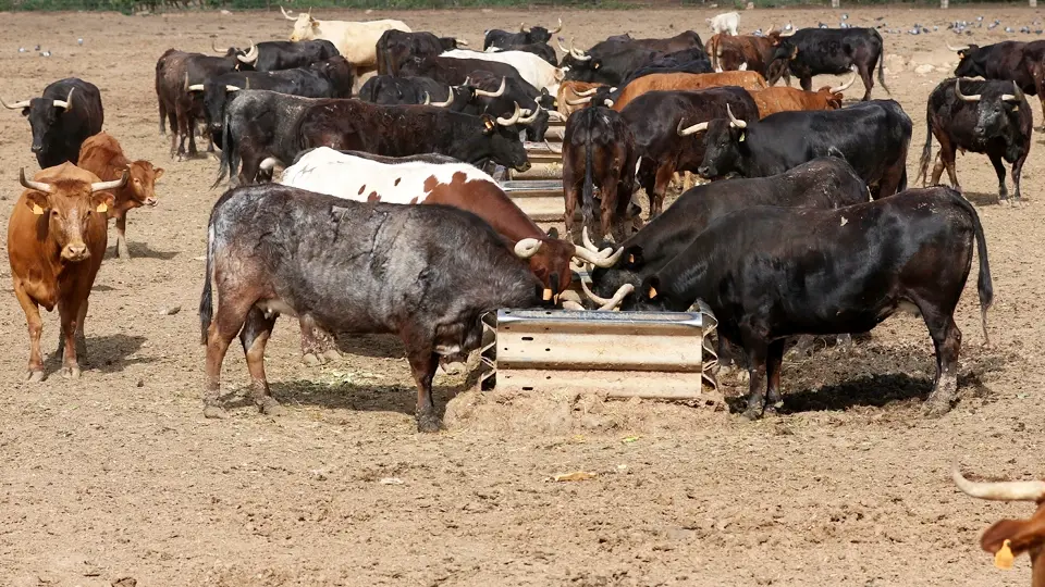 Brave cattle