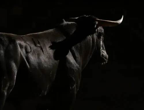 El Toro Bravo: The History of Spain’s Most Powerful Symbol