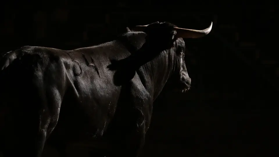 Spanish fighting bull