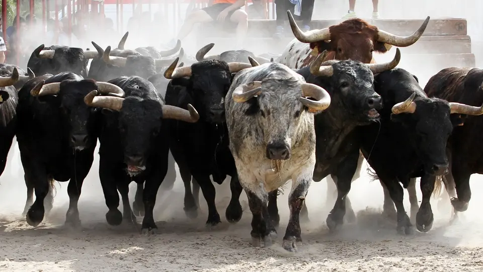Spanish fighting bull