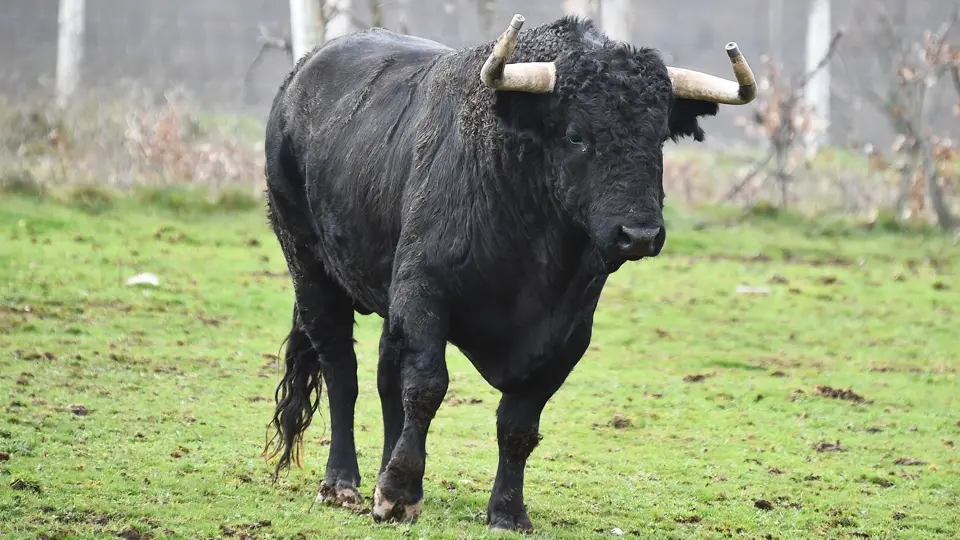Spanish fighting bull