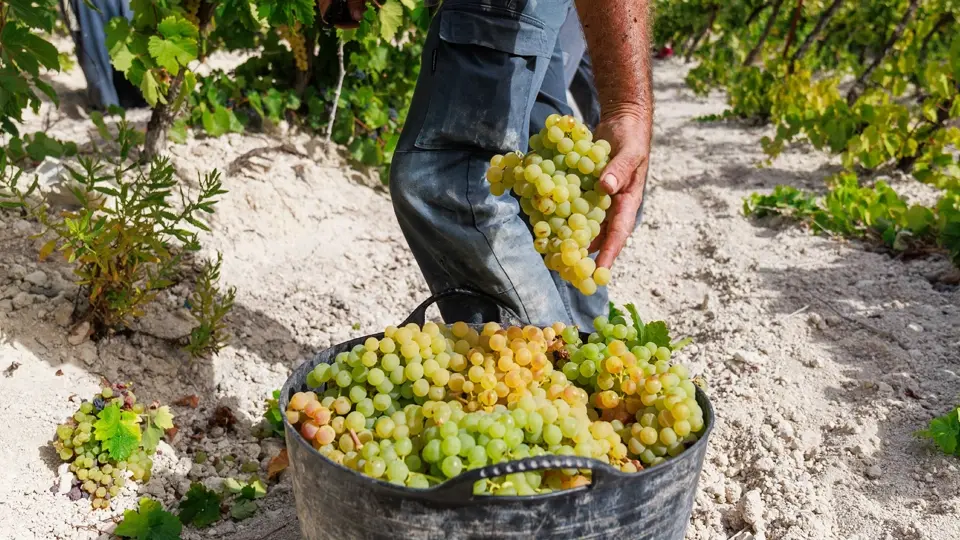 Grape Harvest in Jerez