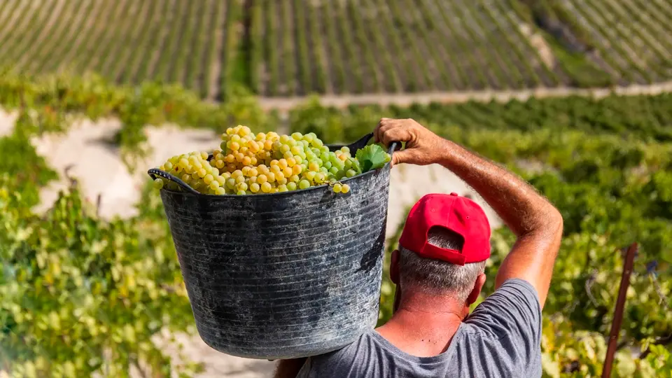 Grape Harvest in Jerez
