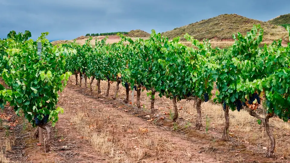 Vineyard. Logroño