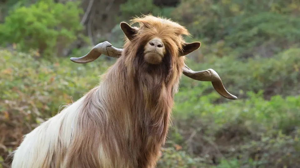 Long haired goat. La Gomera