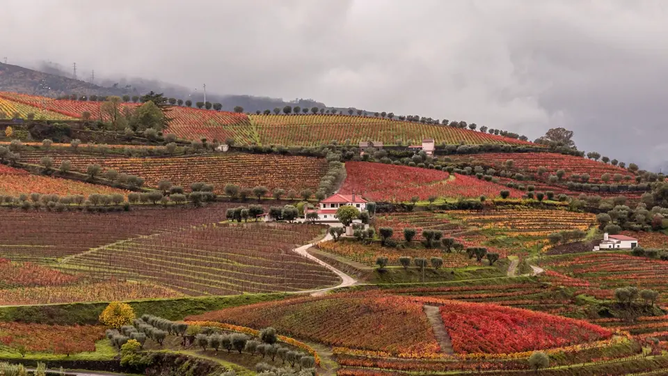 Wine field. Douro Portugal Wine field. Douro Portugal