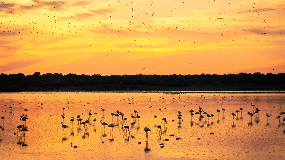 Birds at sunset. Doñana Birds at sunset. Doñana