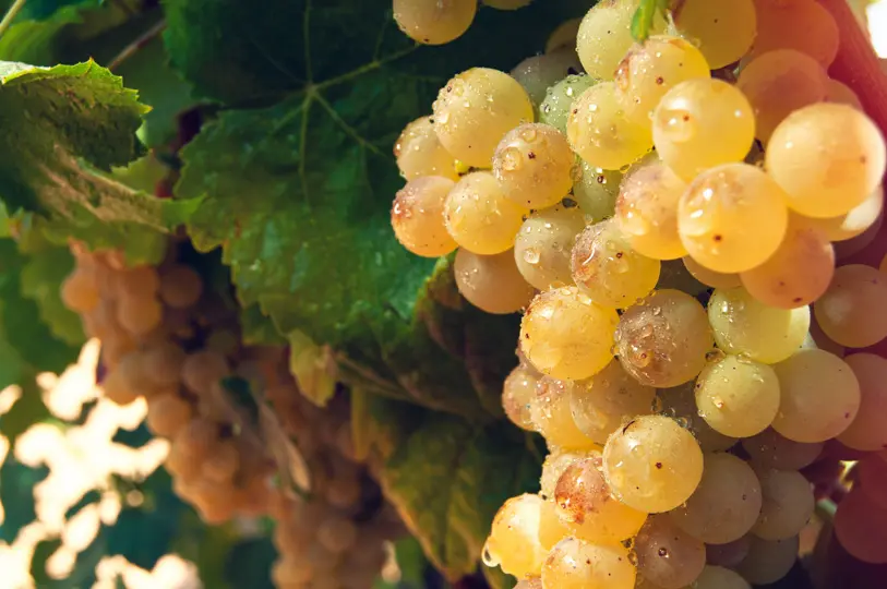 Bunch of ripe grapes Bunch of ripe grapes