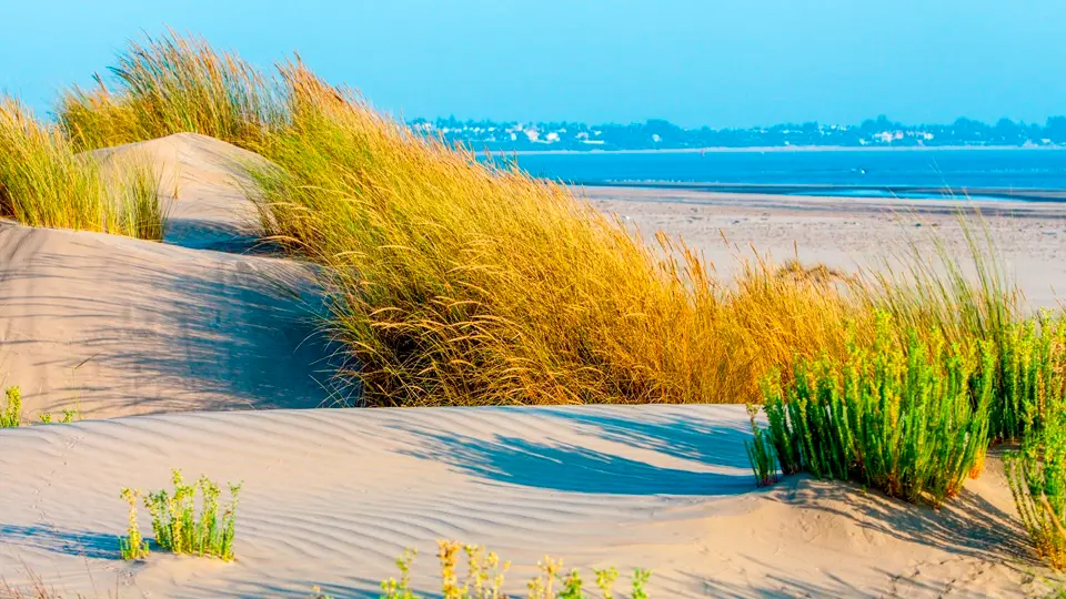 Doñana national park Doñana national park