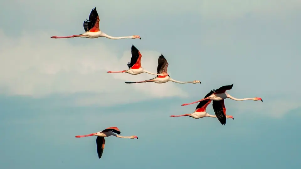 Flamingos. Doñana Flamingos. Doñana
