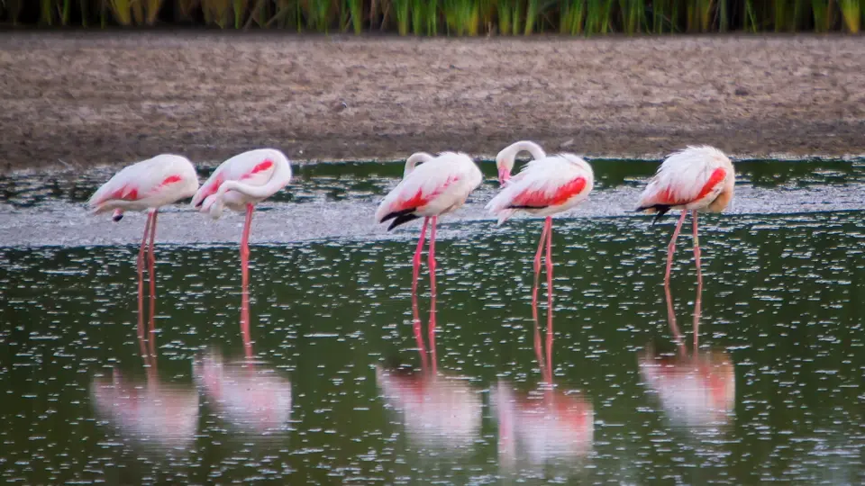 Flamingos in Doñana Flamingos in Doñana