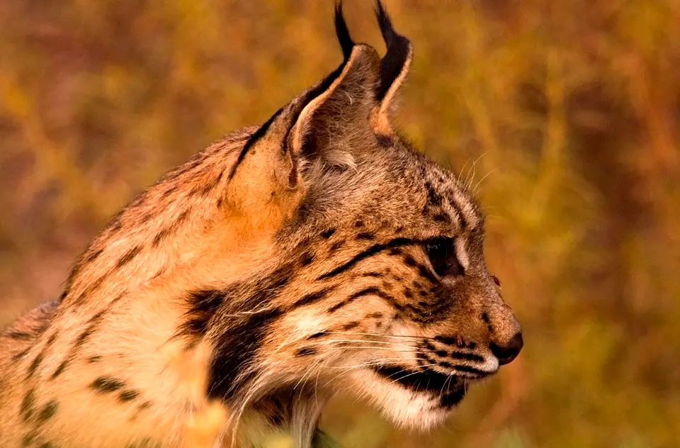 Iberian lynx Iberian lynx