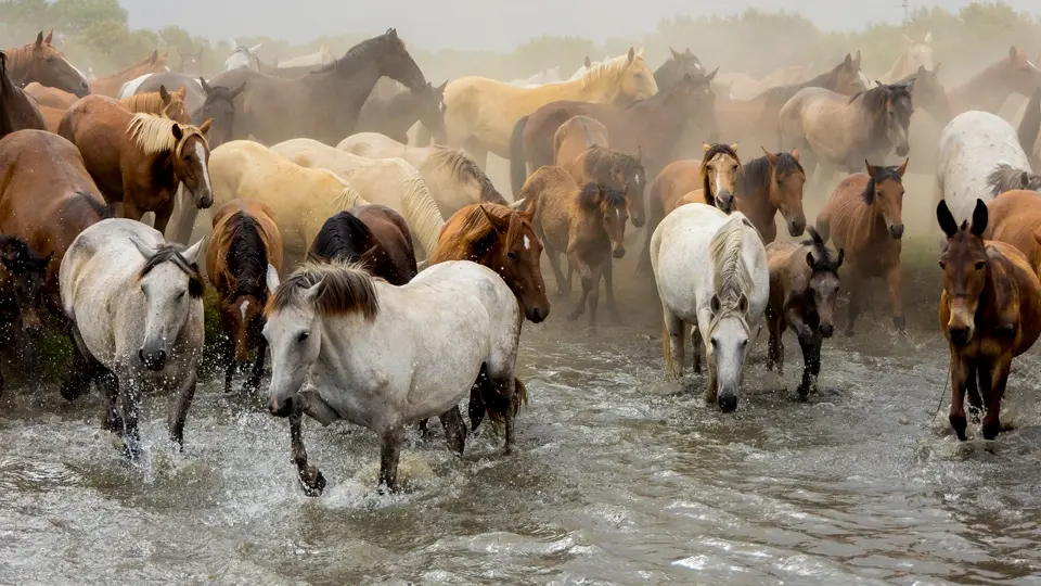 Saca de Yeguas. El Rocío Saca de Yeguas. El Rocío