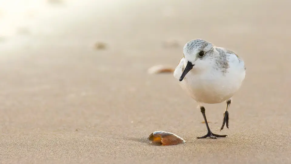 Sanderling in Doñana Sanderling in Doñana