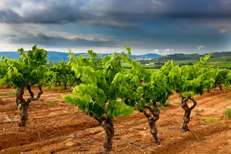 Vineyards of the Penedès Vineyards of the Penedès