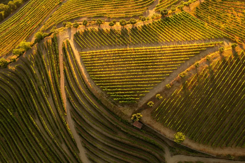 Vineyards of Douro Valley Vineyards of Douro Valley