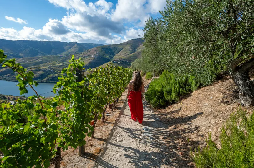 Vineyards of Douro Valley Vineyards of Douro Valley